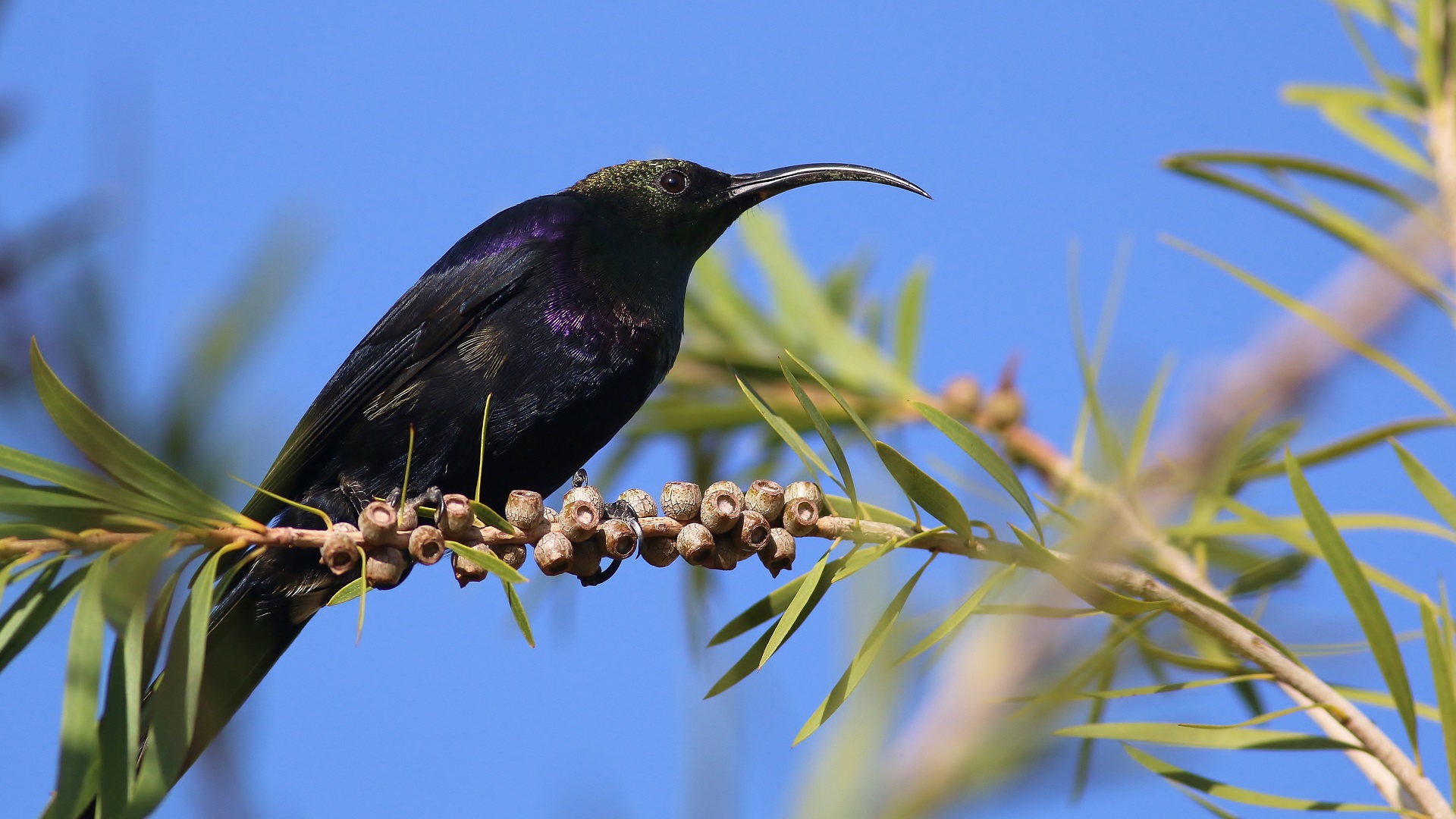 Tacazze Sunbird